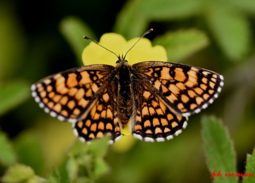 Melitaea nevadensis?